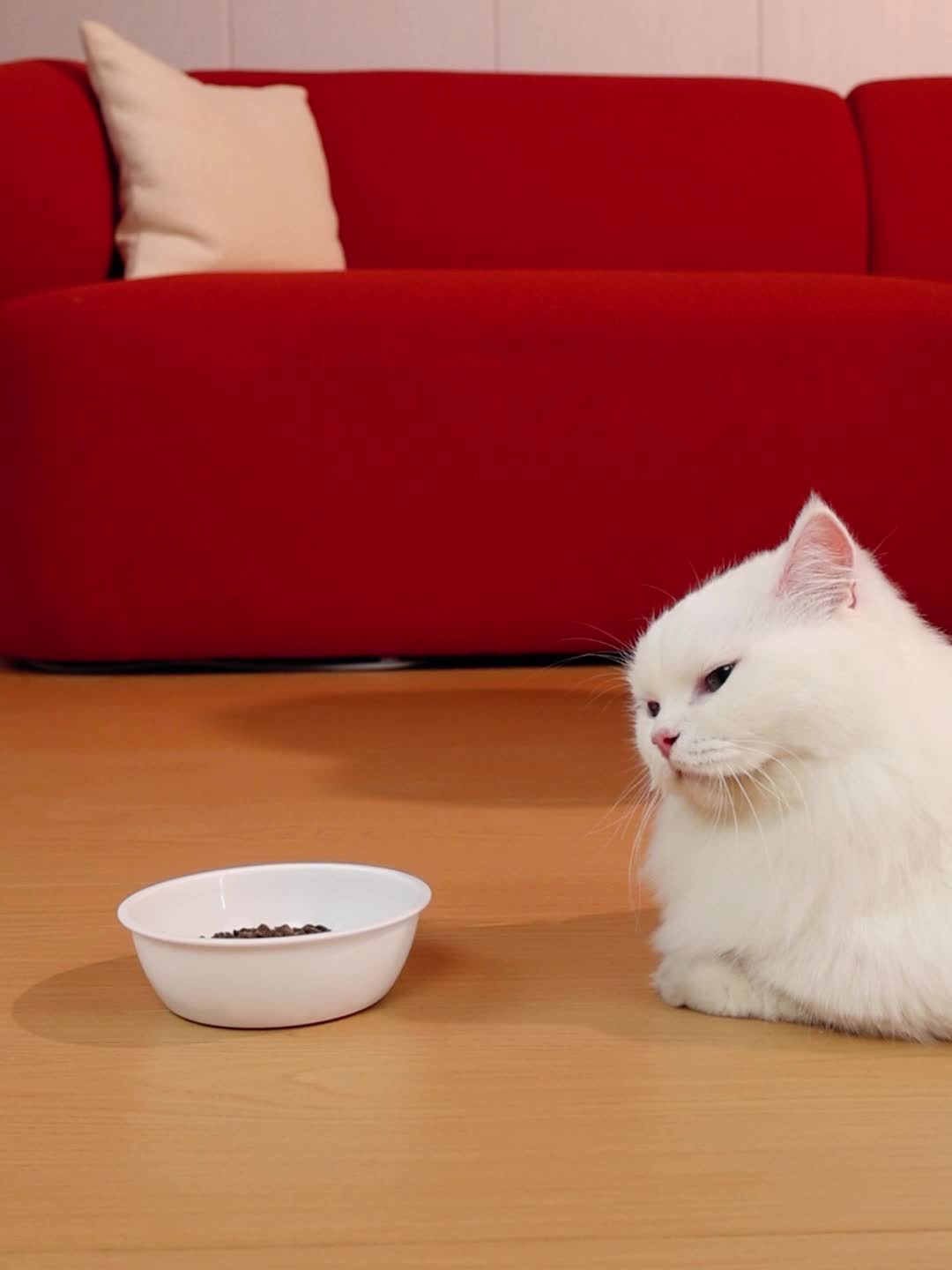 1pc Cat Food Automatic Feeder All-in-One Cute Cloud Cat Ear Feeder Household Pet Water Dispenser