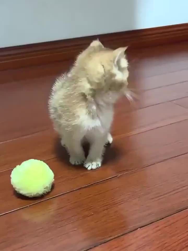 [Interactive Plush Toy] Interactive Plush Toy Ball for Cats - a Self-Entertaining Gadget That Makes Sounds - a Training Toy That Fluffy Cats Adore