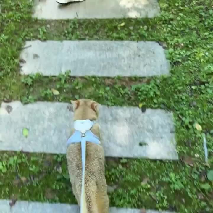 Adjustable Cat Harness Leash, Soft and Breathable, Anti-Escape, Polyester Material, Comfortable Outdoor Feline Gear